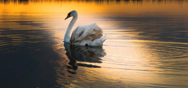 Cisne branco flutuando em uma superfície do lago — Fotografia de Stock