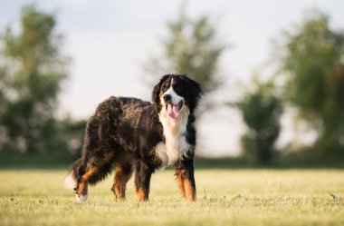 Bernese dağ köpeği portre