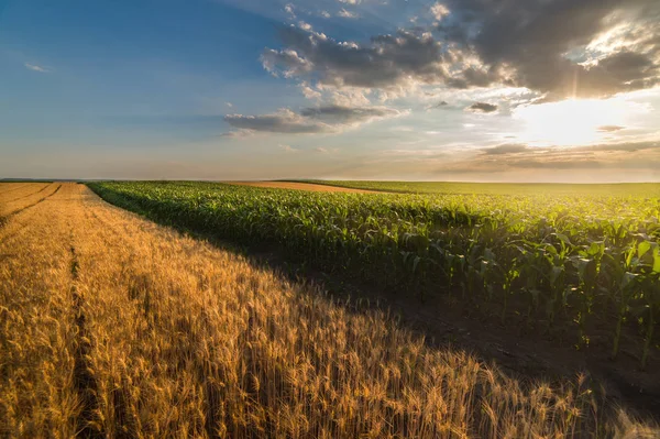 Пшеничное поле в солнечный летний день — стоковое фото