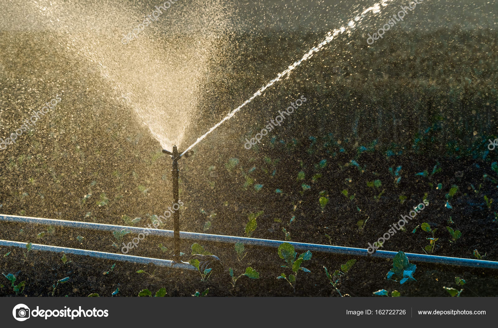 Irrigation system watering a crop of soy beans Stock Photo by