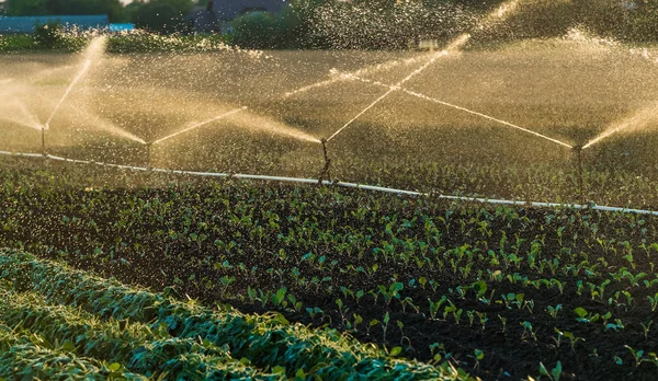 Sistema di irrigazione che innaffia un raccolto di soia — Foto Stock