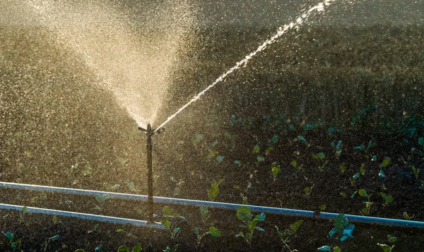 Irrigation system watering a crop of soy beans — Stock Photo, Image