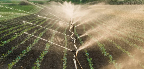 Irrigation system watering a crop of soy beans — Stock Photo, Image