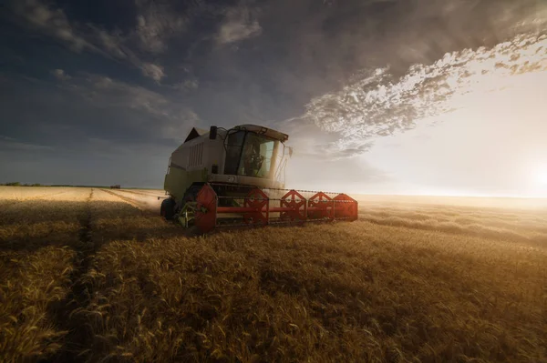 Заготівля пшеничних полів влітку — стокове фото
