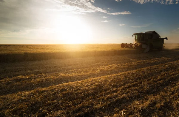 Colheita de campos de trigo no verão — Fotografia de Stock