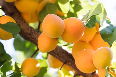 Taze ve olgun kayısı dalı 