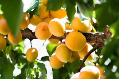 Taze ve olgun kayısı dalı 