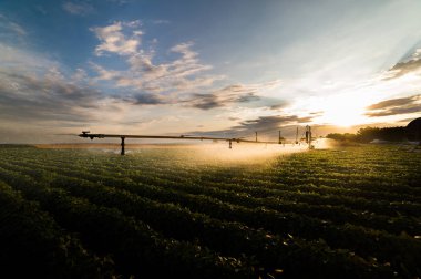 soya fasulyesi bir ürün sulama sulama sistemi