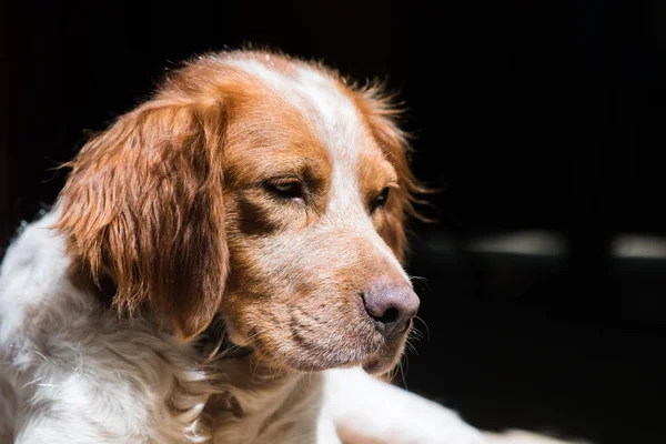 Brittany Spaniel dog in a garden — Stock Photo, Image