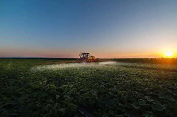 Tractor spraying soybean field at spring — Stock Photo, Image