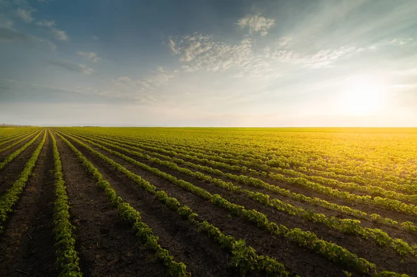 Landwirtschaftliche Sojaplantage an sonnigen Tagen - grüne Sojabohne — Stockfoto