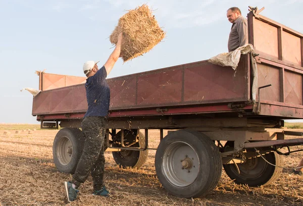 Agricultor joven y fuerte arroja fardos de heno en un remolque tractor - b —  Fotos de Stock