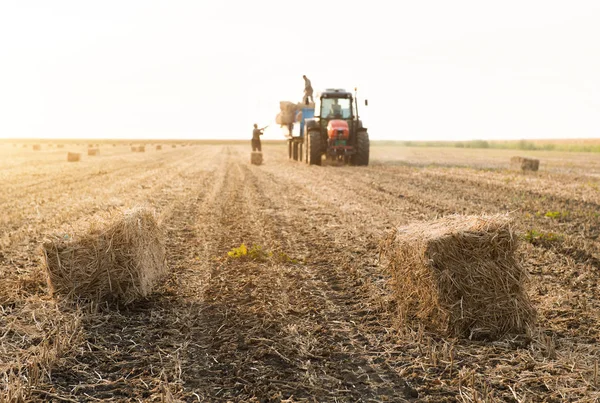 Agricultor jovem e forte jogar fardos de feno em um reboque trator - b — Fotografia de Stock