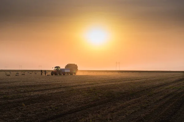 農民がトラクター トレーラー - 小麦の俵で干し草の俵を投げる — ストック写真
