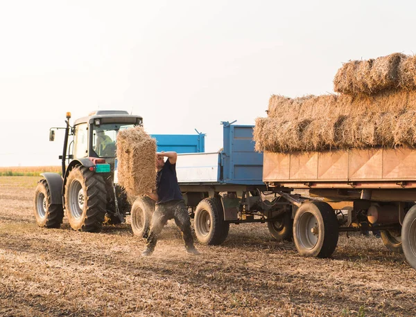 Agricultor joven y fuerte arroja fardos de heno en un remolque tractor - b —  Fotos de Stock