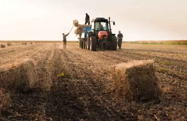 Agricultores tiran fardos de heno en un remolque tractor - fardos de trigo — Foto de Stock