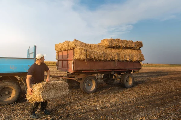 Молодий і сильний фермер кидає тюки сіна в тракторний причіп b — стокове фото