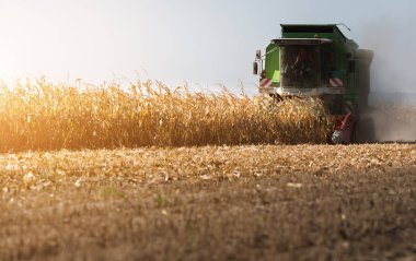 Mısır alanında birleştirmek ile hasat