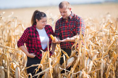 Çiftçilerin hasat sırasında Mısır alanlardaki