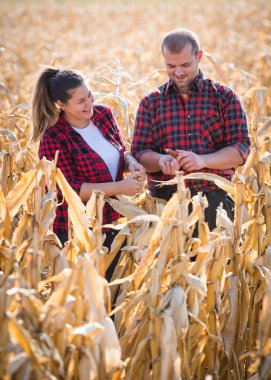 Çiftçilerin hasat sırasında Mısır alanlardaki