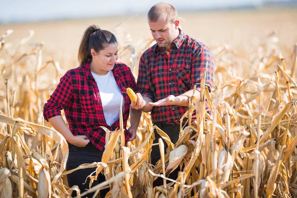 Çiftçilerin hasat sırasında Mısır alanlardaki