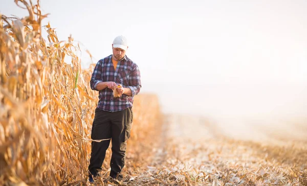 Jovem agricultor examina semente de milho — Fotografia de Stock