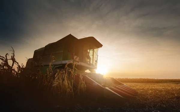 Össze a mező kukorica betakarítása — Stock Fotó