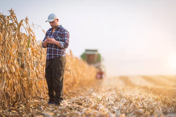 Young farmer examine corn seed in corn fields