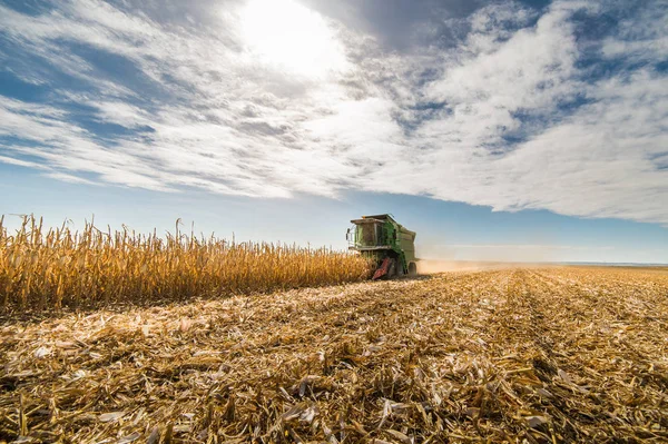 Oogsten van maïsveld met combineren — Stockfoto