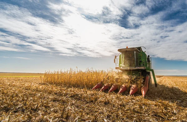 Cosecha de campo de maíz con combinar — Foto de Stock