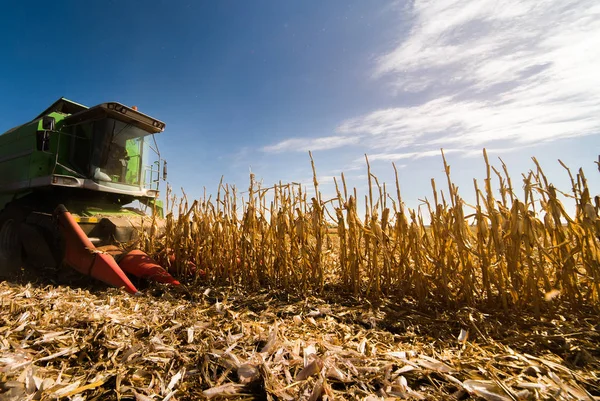 Cosecha de campo de maíz con combinar — Foto de Stock