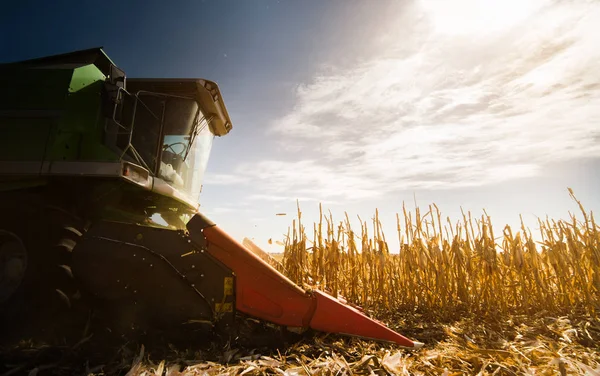 Mısır alanında birleştirmek ile hasat