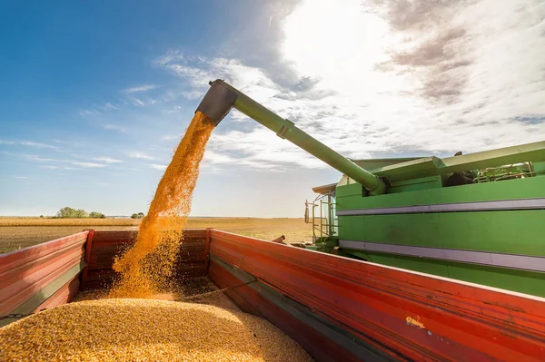 Verter grano de maíz en el remolque tractor —  Fotos de Stock