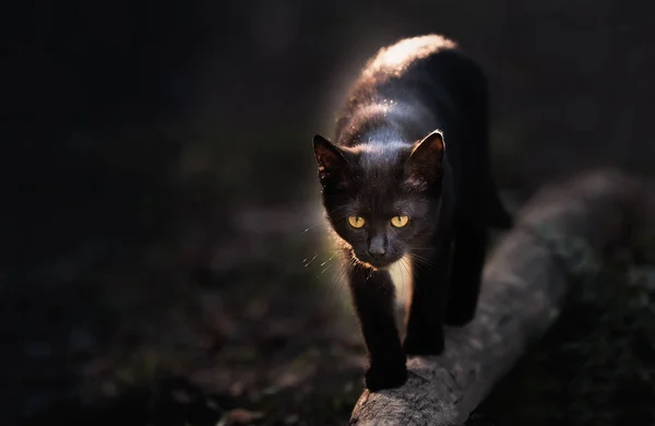 Beautiful black cat walking down the street — Stock Photo, Image