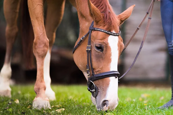 Красивий чистокровний коричневий кінь — стокове фото