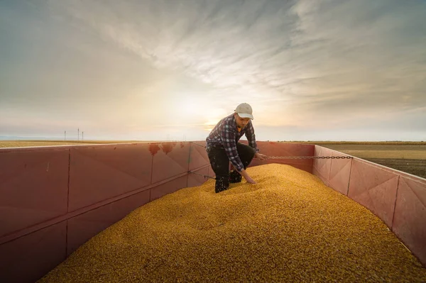 Agricoltore guardando chicchi di mais nel rimorchio del trattore — Foto Stock