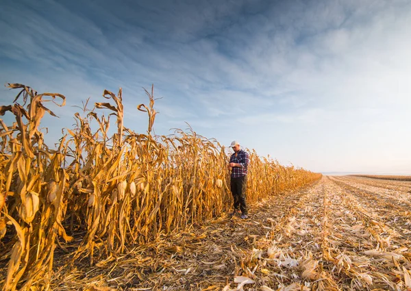 Agriculteur dans les champs de maïs — Photo