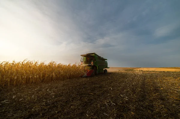 Maszyny do zbioru kukurydzy pola z kombajnem — Zdjęcie stockowe