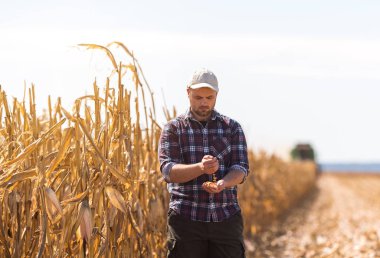 Çiftçi hasat sırasında Mısır alanlardaki 
