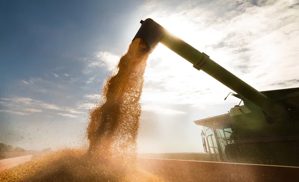 Het gieten van maïs graan in trekker aanhangwagen — Stockfoto