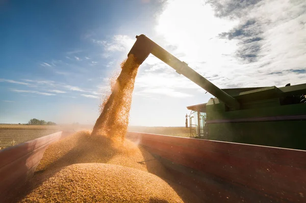 Wlewanie ziarna kukurydzy do przyczepy ciągnika — Zdjęcie stockowe