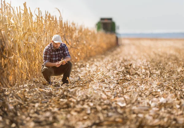 Agricultor en campos de maíz —  Fotos de Stock