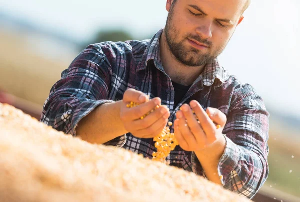 Agricultor mirando granos de maíz en remolque tractor — Foto de Stock