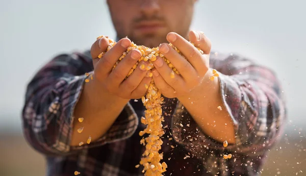 農家のトラクター トレーラーの後で彼の手でトウモロコシ粒を保持しています。 — ストック写真