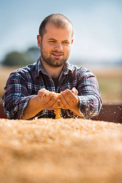 Agricultor mirando granos de maíz en remolque tractor —  Fotos de Stock
