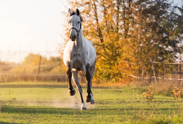 Hermoso caballo árabe galopar en el campo de flores — Foto de Stock