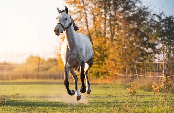 Красивая арабская лошадь скачет галопом по цветочному полю — стоковое фото