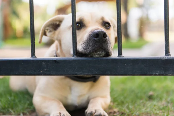 Netter kleiner Hund schaut durch den Gitterzaun im Hinterhof — Stockfoto