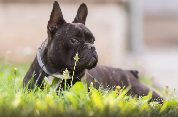 Französische Bulldogge liegt im Gras im Hinterhof — Stockfoto