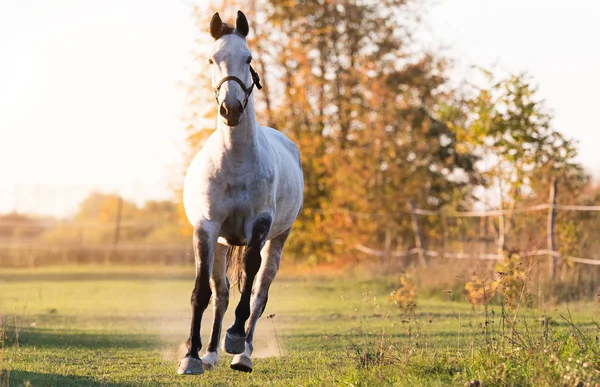 Krásný Arabský kůň tryskem záběhu Květinová louka — Stock fotografie